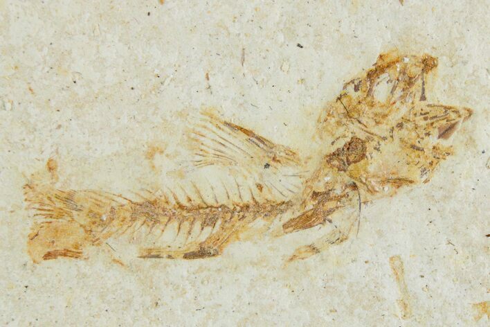 Bargain, Fossil Fish (Amphiplaga) - Uncommon Species #357659